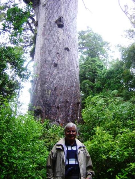 Waipoua Forest Tane Mahuta The Largest Kauri Tree Kauri Tree