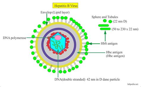 Hepatitis B Virus Part Hepatitis B Virus Hepatotropic Virus Hbv Complete Picture