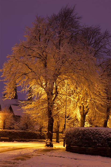 Snow Covered Tree At Night Free Stock Photo Public Domain Pictures