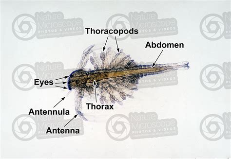 Artemia Salina Artemia Salina Adult Crustacean Development Of Artemia Salina Arthropods