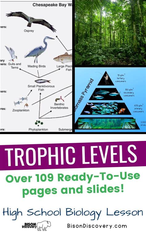 Trophic Levels Biology Lessons Trophic Level Photosynthesis And