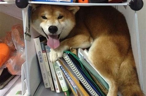 11 Shibas Who Keep Getting Stuck In Things