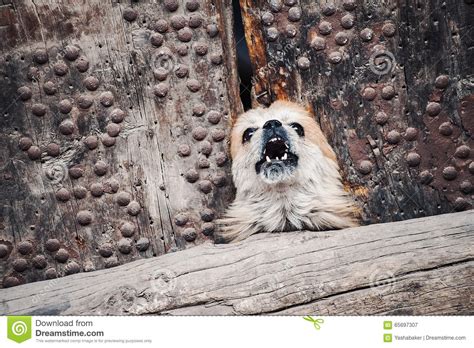 Small Dog Barking Stock Image Image Of Adorable Small 65697307