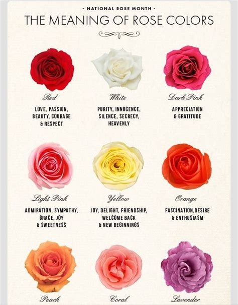 Rose Color Meaning Chart