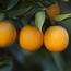 Sweet Orange Organic Essential Oil  Florihana