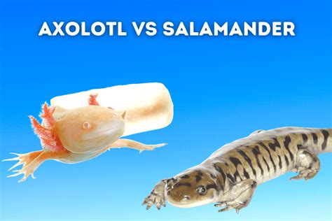 Axolotl Vs Salamander Know The Differences Pets From Afar