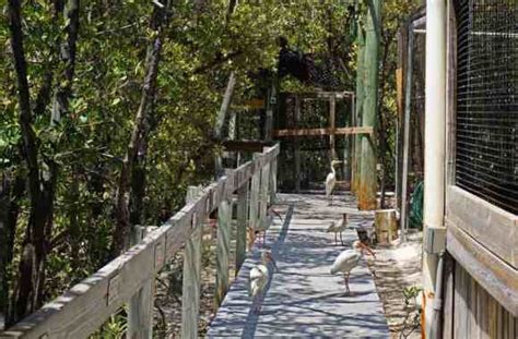 Wild Bird Center In Florida Keys Is Worth A Quick Visit Florida Rambler