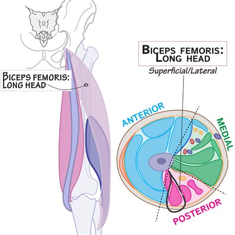 Biceps Femoris Long Head Of Hamstrings Gross Anatomy Flashcards