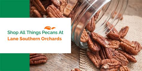 How Pecans Are Grown And Harvested Learn About Pecans Lane Southern