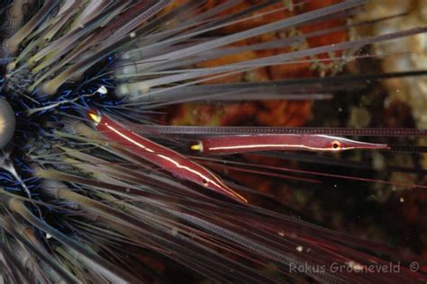 Lembeh Indonesia 55 Of 126