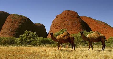 camels in australia 1 million causing havoc