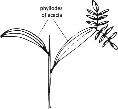 Phyllode Invasive Plant Species In Portugal