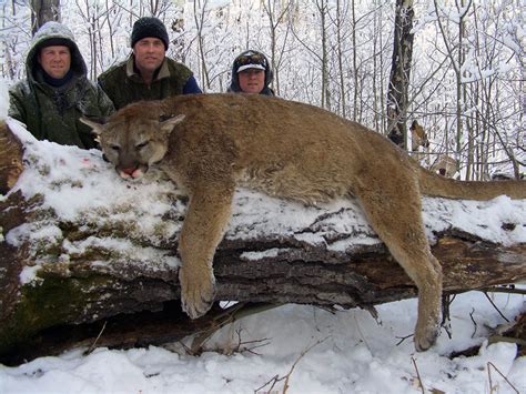 Cougar Hunting Alberta Canada Guaranteed Tags Trophy Hunts