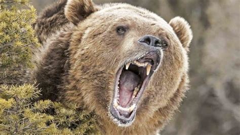 Grizzly Bear Hunting Plans Moving Forward In Montana Sheridan Media