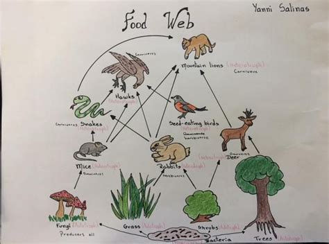 Diagramming A Food Web Exemplar Student Work Food Chains And Food