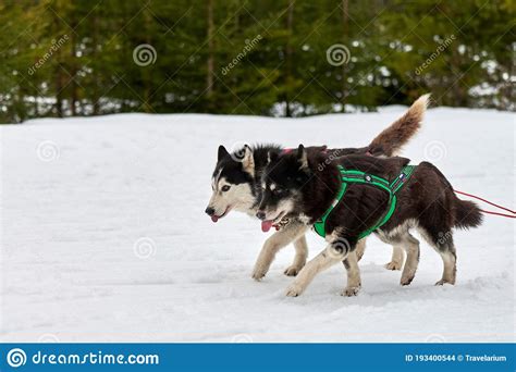 Running Husky Dog On Sled Dog Racing Stock Photo Image Of Pull