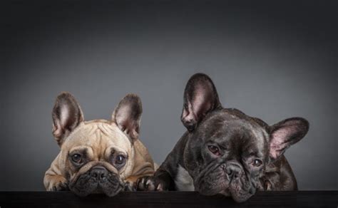 Bulldogs gifts 7x7 french bulldog gifts tile artwork for decoration frenchie dog present art print gift for english & french bulldog lover ideal for home & bedroom decor $7.19 $ 7. French Bulldogs Wall Mural Puppy Dogs Photo Wallpaper ...