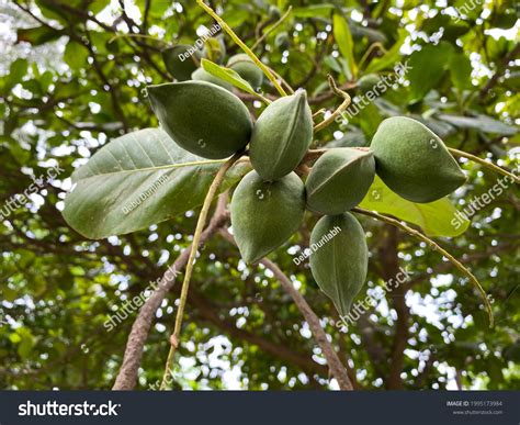 2268 Indian Almond Tree Images Stock Photos And Vectors Shutterstock