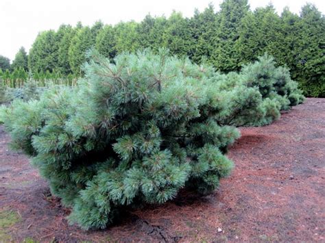 Pinus Strobus ‚radiata‘ Von Hammel Baumschulen