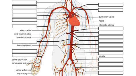 Anatomy Label Major Arteries And Veins 12 Circulatory