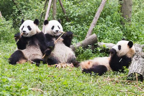 Chengdu Giant Panda Base Private Half Day Tour Tourist Journey