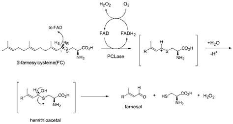 Proposed Chemical Mechanism Of Pcly Fc Is First Oxidized By The Flavin