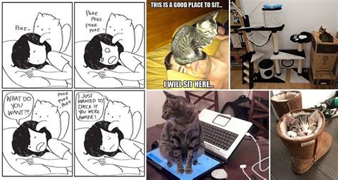 19 Hilarious Examples Of Cat Logic Cats Hilarious Cool Inventions