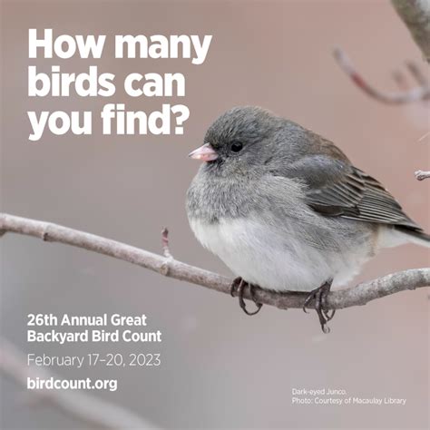The Great Backyard Bird Count Birds Of Vermont Museum