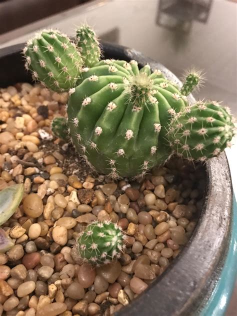 Cactus leaves are actually flat, oval, and pad shape stems but misinterpreted as leaves. One of the balls on my cactus fell off, is my cactus sick ...
