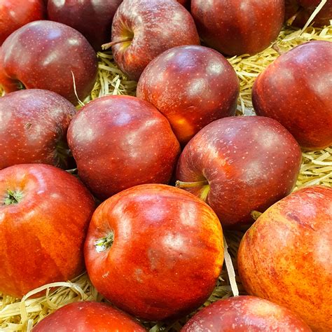 Red Apples Free Stock Photo Public Domain Pictures