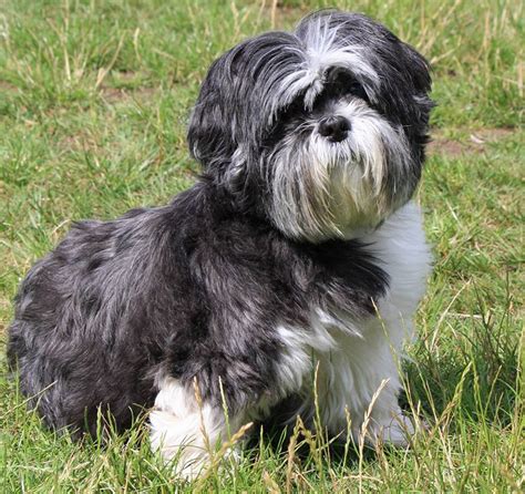 Shih tzus are a small breed that enjoys being pampered by their owners and as far as dogs go, they are fairly low maintenance in terms of their diet. Best Dog Food For Shih Tzu Puppies, Adults, And Senior Dogs