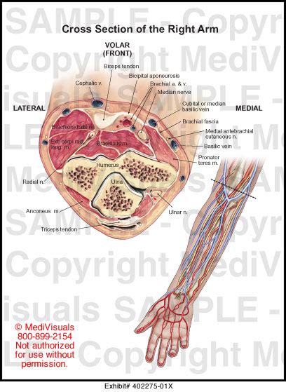 Anatomy Of Right Arm