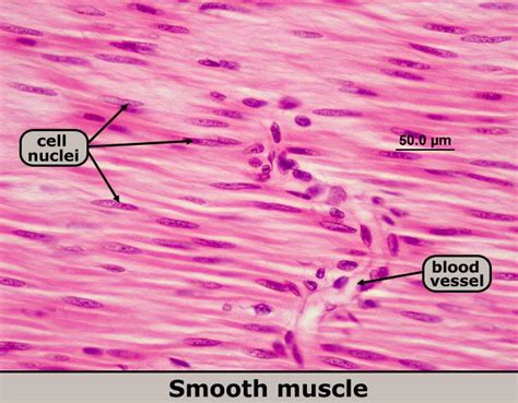 As in cardiac muscle cells, the configuration of the nuclear membranes in smooth muscle cells changes during contraction and. Ch 4 Study Guide - Biology 2721 with Purcell at Saint Paul ...