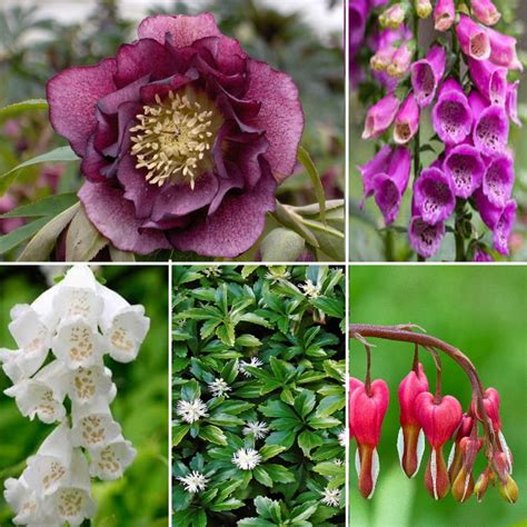 Shade Tolerant Plants For Sale Online In Ireland Shop Now