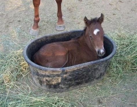 Ten Pictures Of Animals In Buckets That Are Sure To Make You Smile
