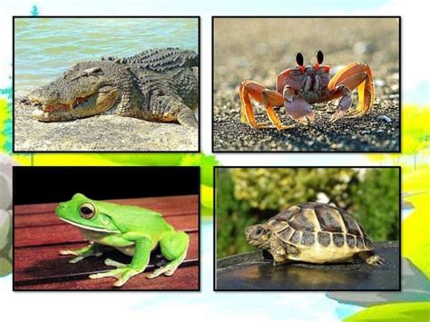Animals That Live Both In Land And Water Aja Pictures