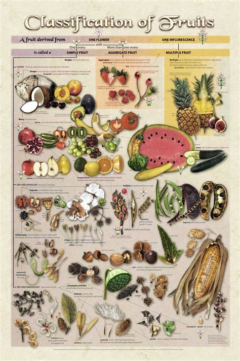 Fruits Botany Plant Science Homeschool Science