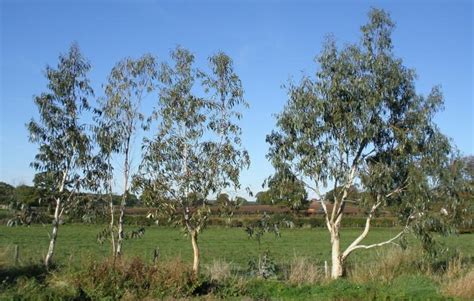 Eucalyptus is native to australia and most species grow as a tree, though some are more like a shrub. Arbres à croissance rapide pour les jardiniers impatients