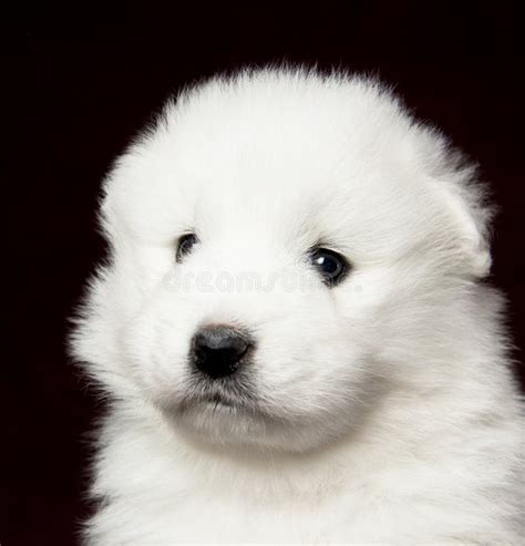 Samoyed Puppy Stock Photo Image Of Dark Healty Newborn 23716606