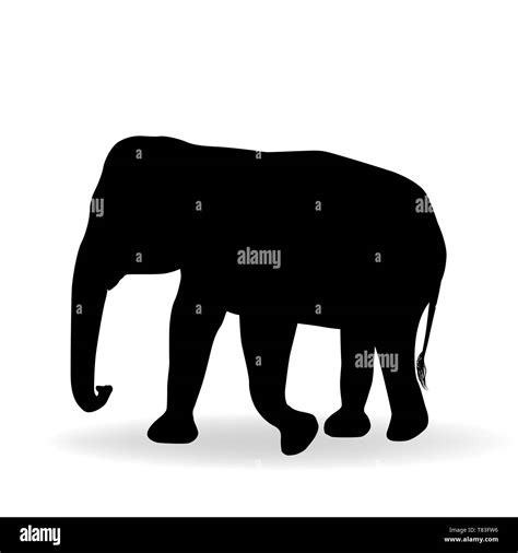 Silueta De Elefante Aislado Sobre Fondo Blanco Vector Imagen Vector De