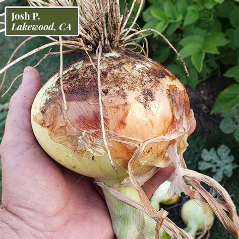 1015y Texas Super Sweet Onion Plants 30 Bunch Case Dixondale Farms