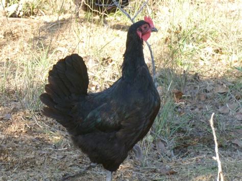 Black Sex Link Star Page Backyard Chickens Learn How To