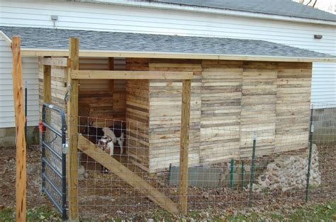 Aegagrus domesticated from the wild goat of southwest asia and eastern europe. Our Little Backyard Farm: Pallet Goat Shed