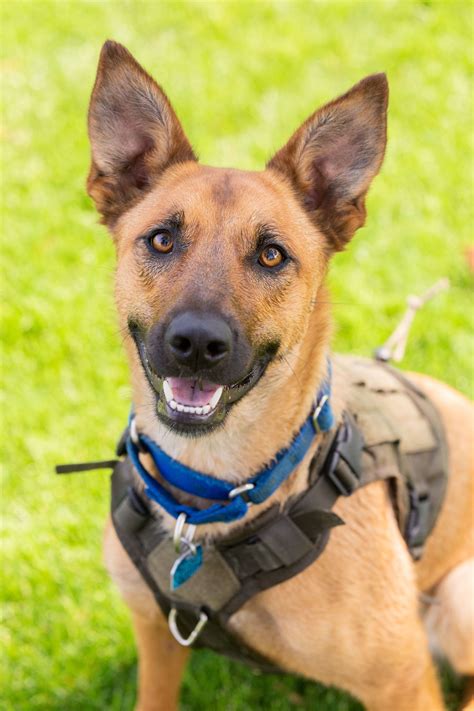 Adopt Heartwarming Long Stay Dogs | Find Your Forever Companion Today