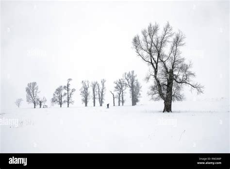 Lonesome Tree In Snow Hi Res Stock Photography And Images Alamy