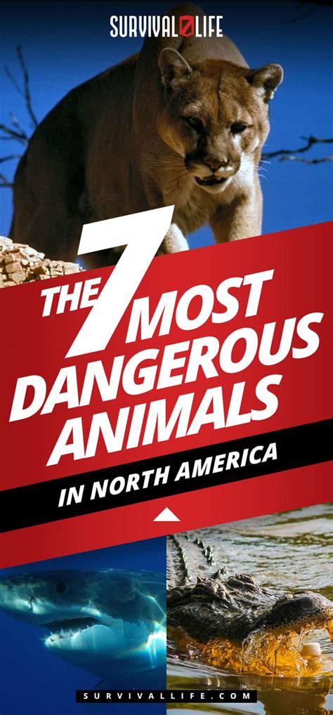 Most Dangerous Animals In North America Survival Life