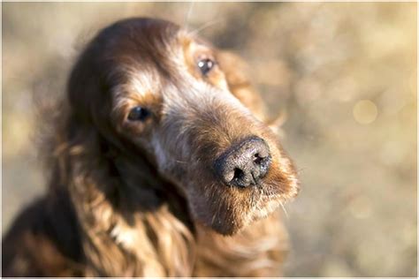 8 Causes Of Pink Discoloration On Dogs Lips Joypetproducts