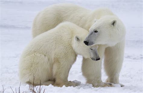 Polar Bear With Cub Stock Photo Image Of Bear Ijsbeer 28651638