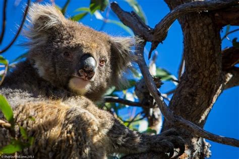 Koala Cuteness In South Oz