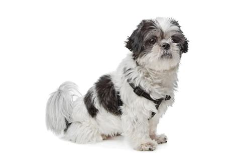 Are Shih Tzus Smart It All Depends On What Smart Means Shih Tzu Island
